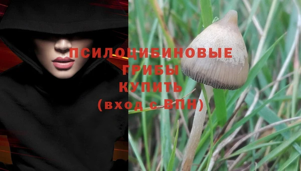 стаф Арсеньев